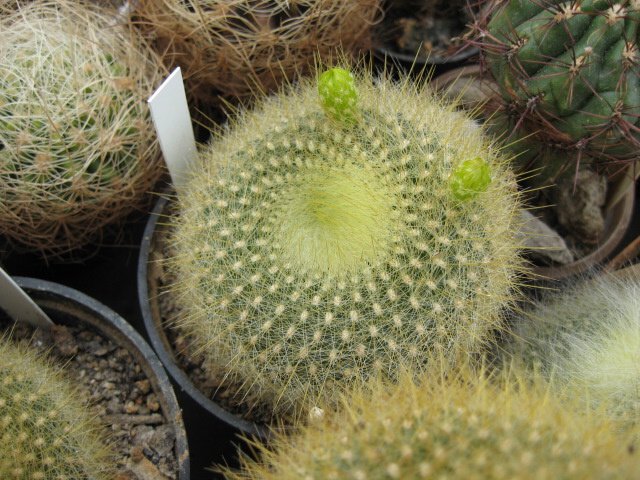 Brasilicactus graessneri